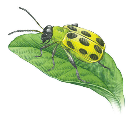 Organic Cucumber Beetle Control